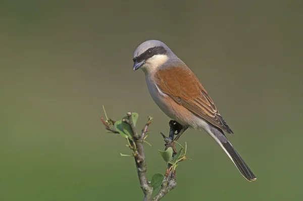 Red-backed shrike, Lanius collurio — Stock Photo, Image