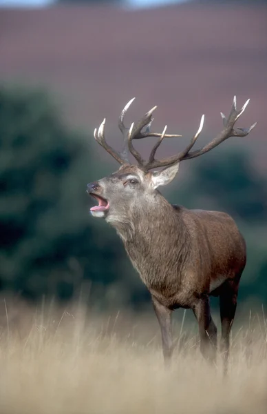 Veado Vermelho, Cervus elaphus — Fotografia de Stock