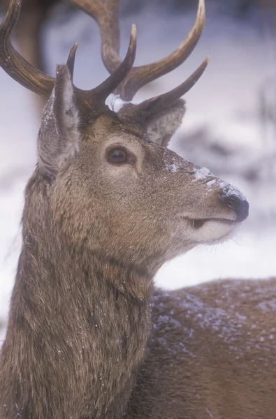 Cerf rouge, Cervus elaphus — Photo