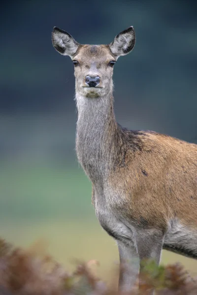 Rood hert, Cervus elaphus — Stockfoto