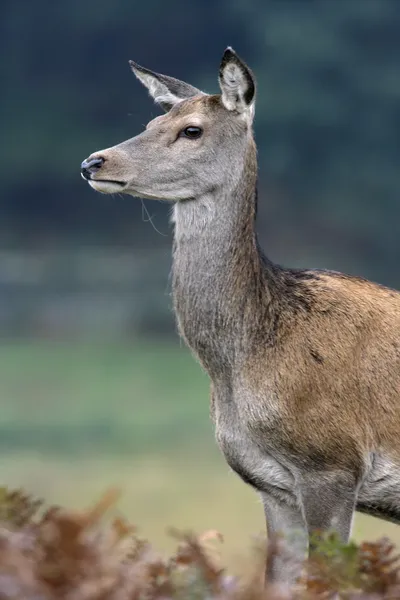 Rothirsch, Cervus elaphus — Stockfoto