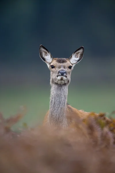 Rothirsch, Cervus elaphus — Stockfoto