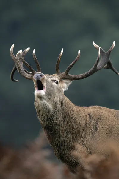 Red deer, Cervus elaphus — Stock Photo, Image