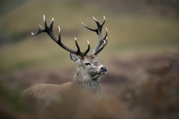 Красный олень, Cervus elaphus — стоковое фото