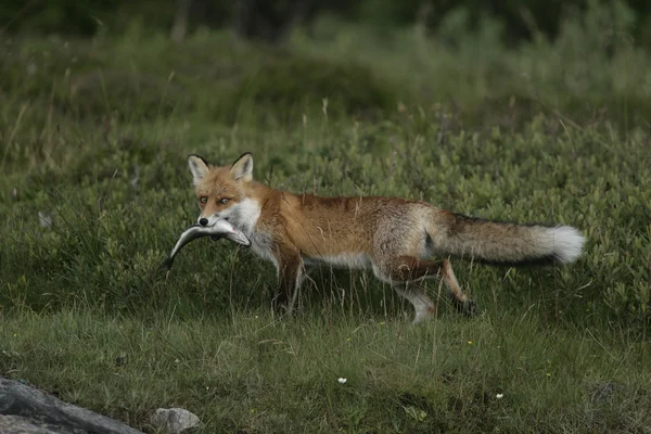 Rotfuchs, Vulpes vulpes — Stockfoto