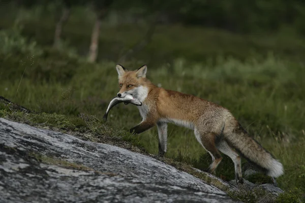 Красная лиса, Vulpes vulpes — стоковое фото