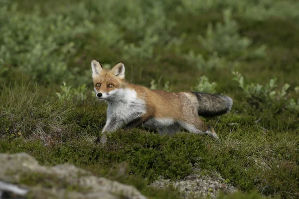 Red fox, Vulpes vulpes — Stock Photo, Image