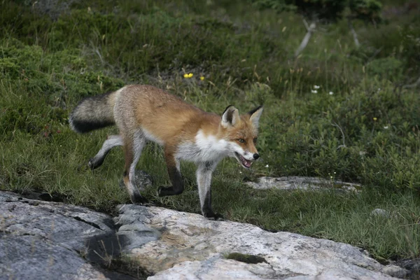 Red fox, Vulpes vulpes — Stock Photo, Image