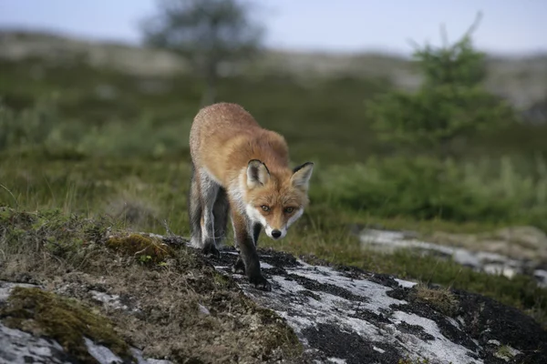 Rotfuchs, Vulpes vulpes — Stockfoto