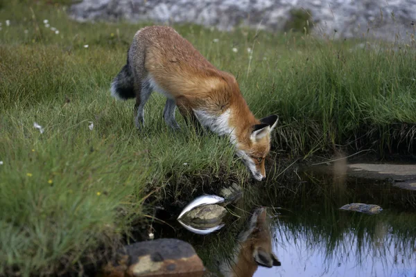 Rotfuchs, Vulpes vulpes — Stockfoto