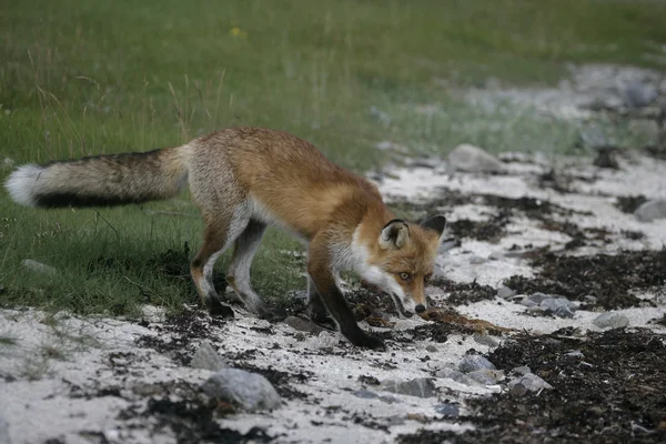 Red fox, Vulpes vulpes — Stock Photo, Image