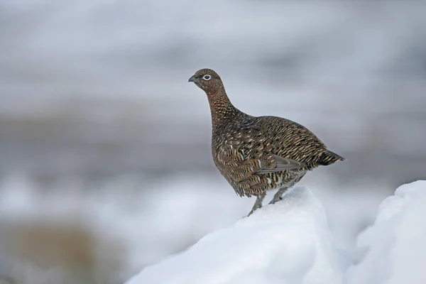 Grouse vermelho, Lagopus lagopus — Fotografia de Stock