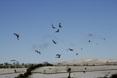 Kırmızı Uçurtma, Milvus Milvus