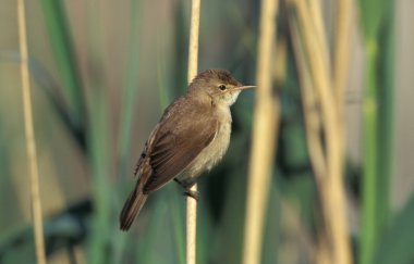 Karekiet, acrocephalus scirpaceus,