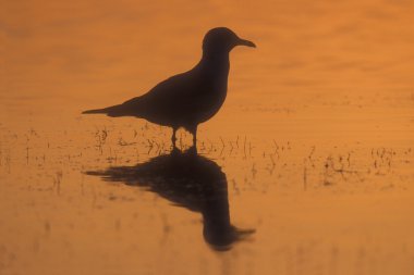 Ring-billed martı larus delawarensis