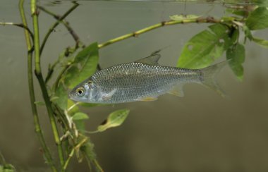 Roach, Kızılgöz Kızılgöz