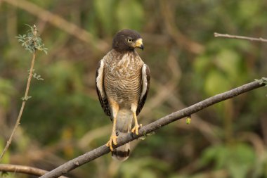 yol kenarındaki Şahin, Şahin magnirostris