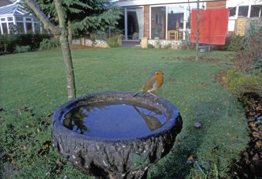Robin, Erithacus rubecula