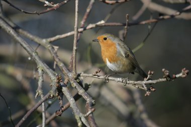 Robin, Erithacus rubecula