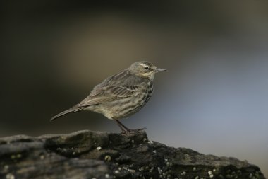 Kaya incir kuşu, anthus petrosus