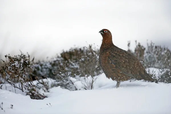 Birkhuhn, Lagopus lagopus — Stockfoto