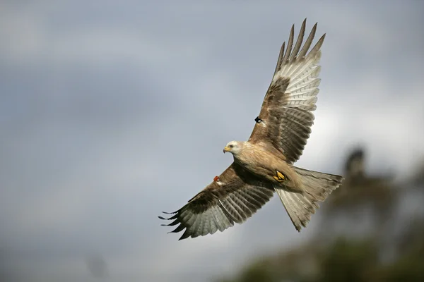 Rode vlieger, Milvus milvus — Stockfoto