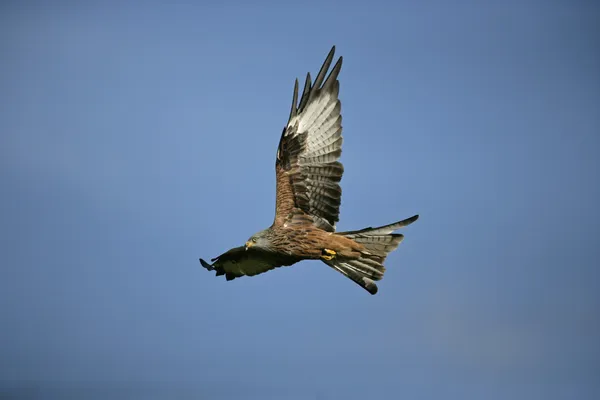 Red kite, Milvus milvus — Stock Photo, Image