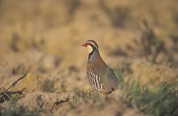 Red-legged partridge, Alectoris rufa, — Stock Photo, Image