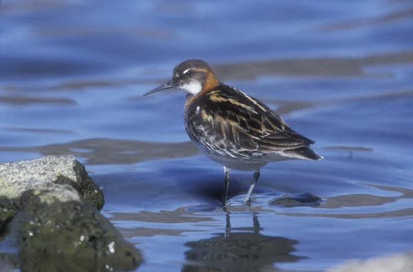 Red-necked phalarope, Phalaropus lobatus — Stock Photo, Image