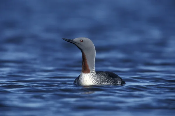 Red-throated diver, Gavia stellata — Stock Photo, Image
