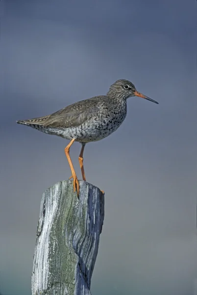 Rotschenkel, tringa totanus — Stockfoto