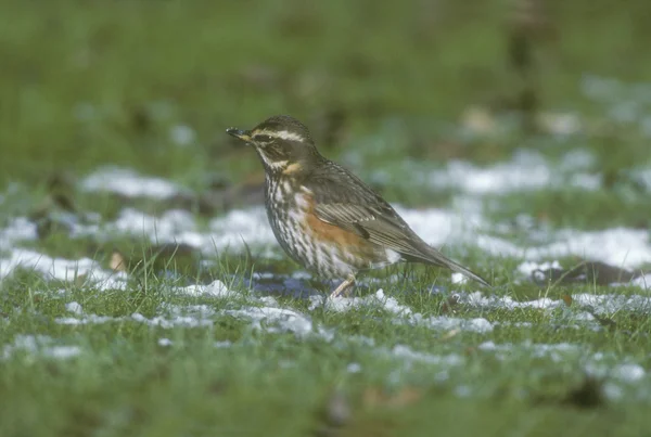 Ala roja, Turdus iliacus —  Fotos de Stock