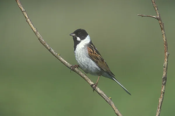 Rietgors, emberiza schoeniclus — Stockfoto