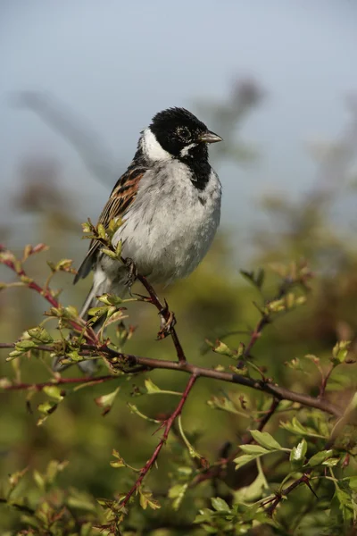 Strnad rákosní, emberiza schoeniclus — Stock fotografie