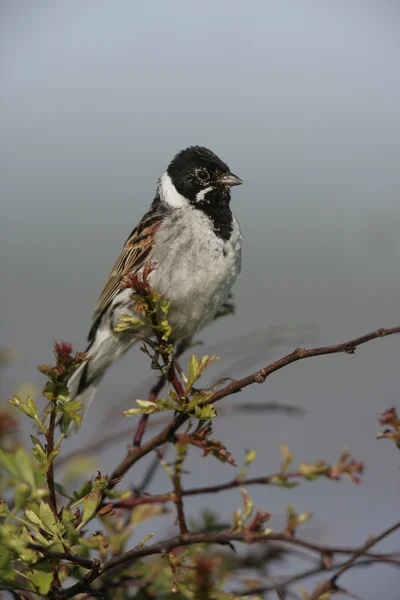 Rietgors, emberiza schoeniclus — Stockfoto