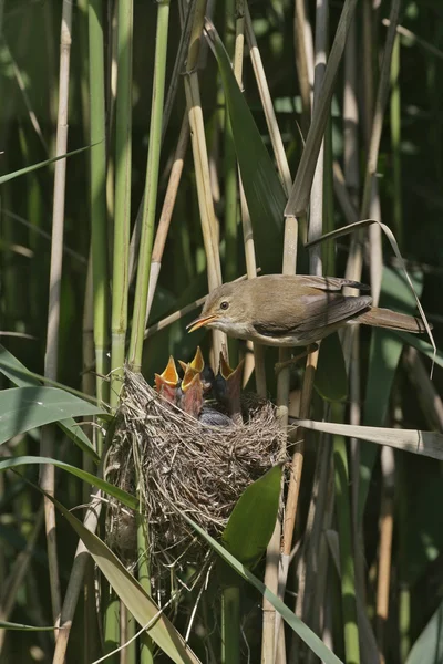 Reed warbler, Acrocephalus scirpaceus, — Stock Photo, Image