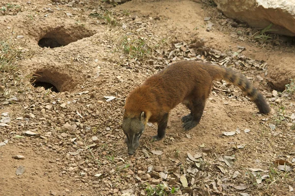 Coati dalla coda ad anello, Nasua nasua — Foto Stock