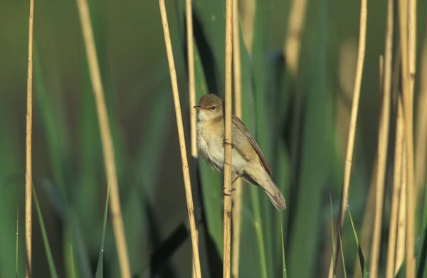 Камышовая камышовка, Acrocephalus scirpaceus , — стоковое фото