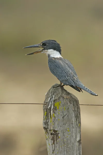 Снежная зимовка, Megaceryle torquata — стоковое фото