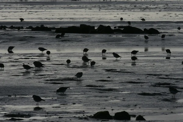 Yelmo anillado, Charadrius hiaticula — Foto de Stock