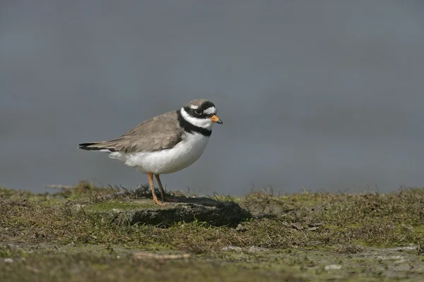 Obrącznik, Charadrius hiaticula — Zdjęcie stockowe