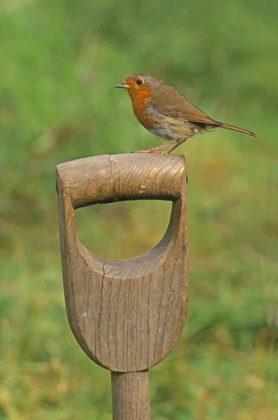 Robin, Erithacus rubecula — Stock Photo, Image