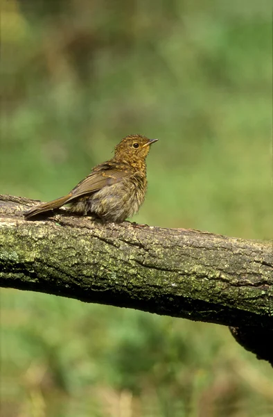 Robin, Erithacus rubecula — Fotografia de Stock