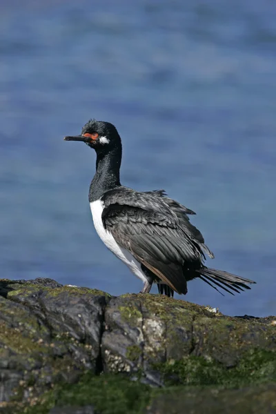 Rock kárókatona, phalacrocorax magellanicus, — Stock Fotó