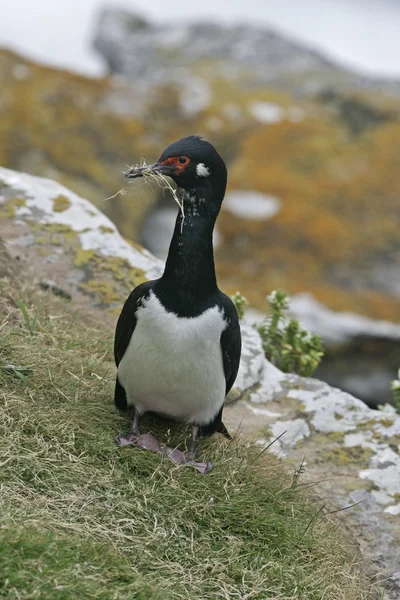 Rock kárókatona, phalacrocorax magellanicus, — Stock Fotó