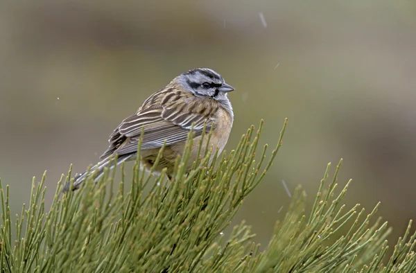 Bajszos sármány (Emberiza cia) — Stock Fotó