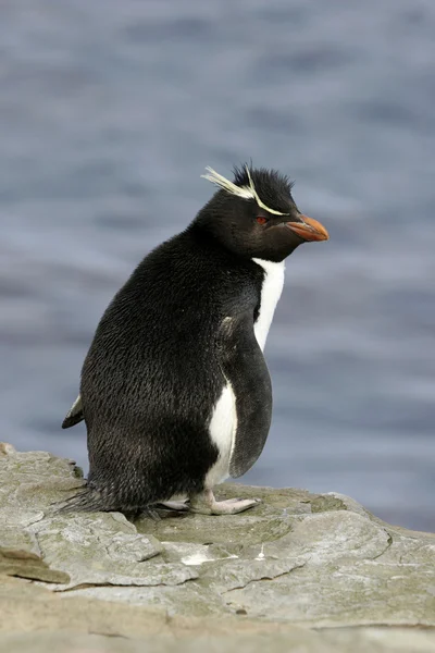 Rockhopper pinguïn, eudyptes chrysocome — Stockfoto