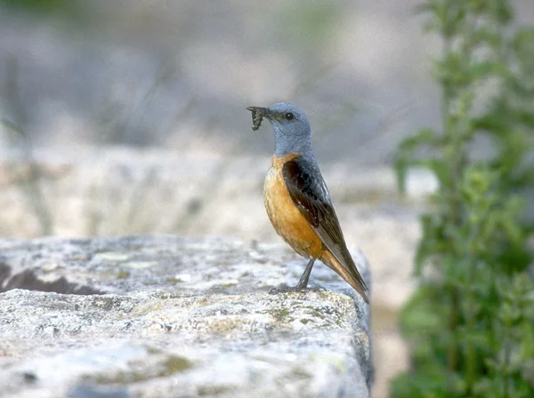 Rock thrush, Monticola saxatilis — Stock Photo, Image