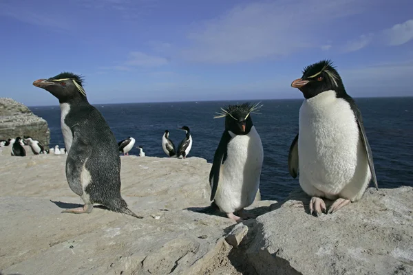 Pinguino di Rockhopper, Eudyptes chrysocome — Foto Stock