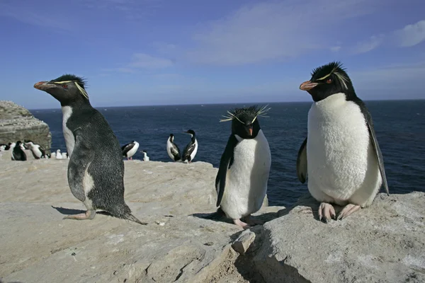 Pingüino Rockhopper, Eudyptes crisocome — Foto de Stock